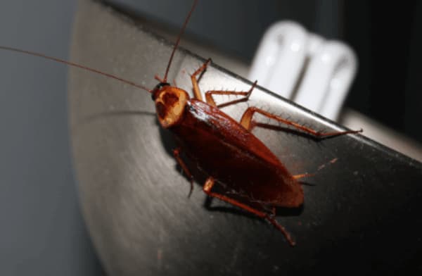 Periplaneta Americana – Informazioni sullo Scarafaggio Americano