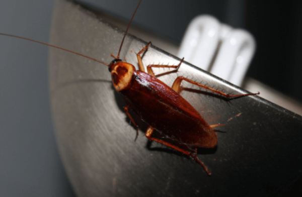 Periplaneta Americana – Informazioni sullo Scarafaggio Americano